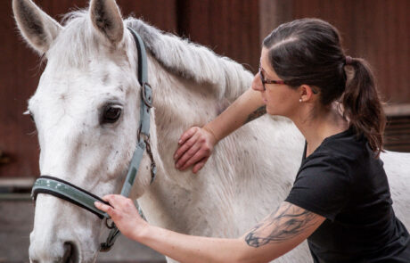 Tierärztliche Praxis für Chiropraktik und Akupunktur - Carolin Lauck