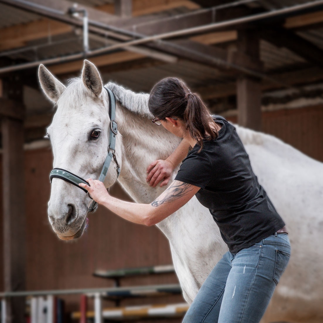 Tierärztliche Praxis für Chiropraktik und Akupunktur - Carolin Lauck