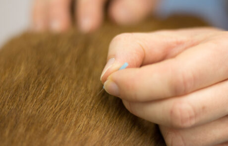 Tierärztliche Praxis für Chiropraktik und Akupunktur - Carolin Lauck