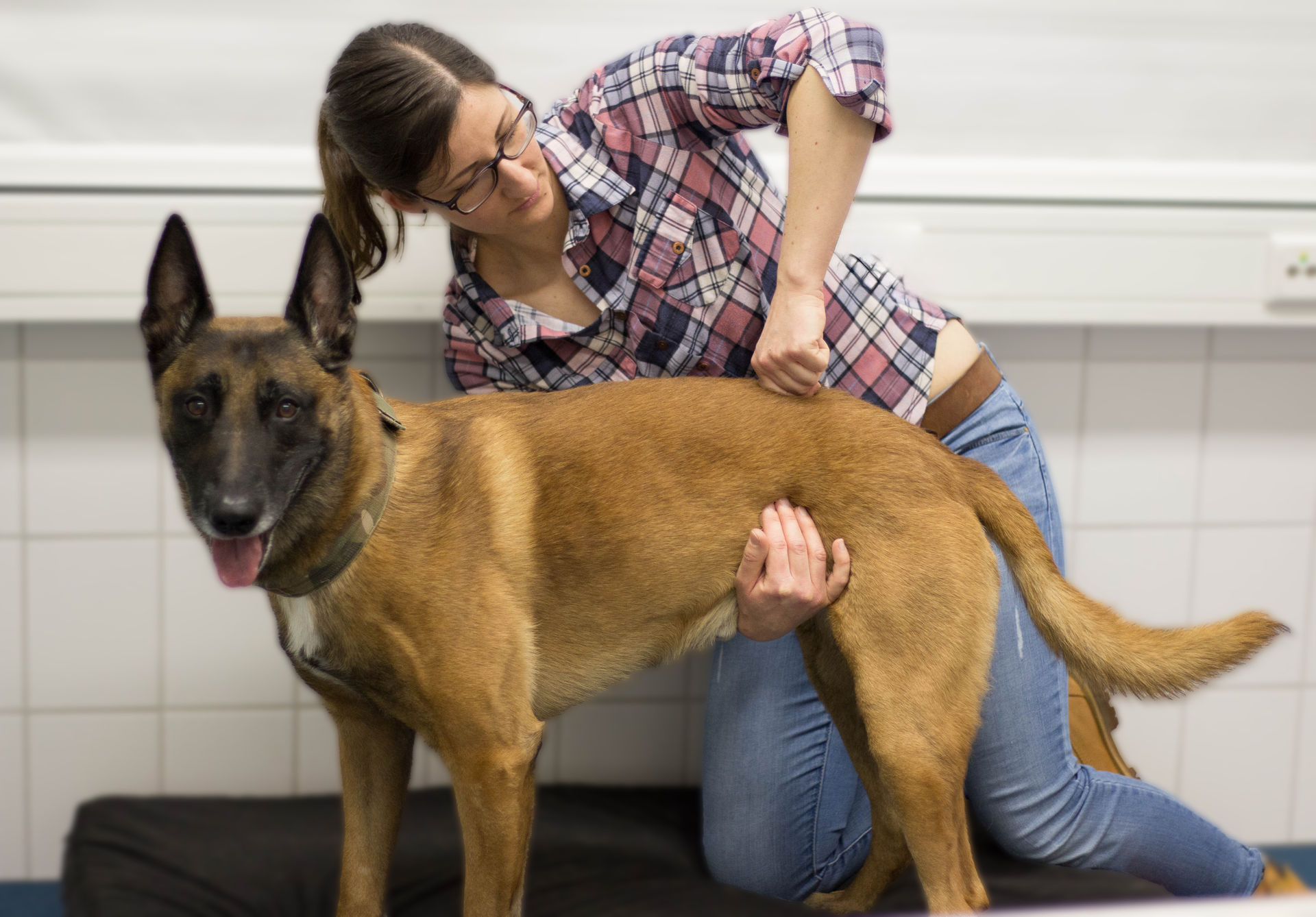 Tierärztliche Praxis für Chiropraktik und Akupunktur - Carolin Lauck