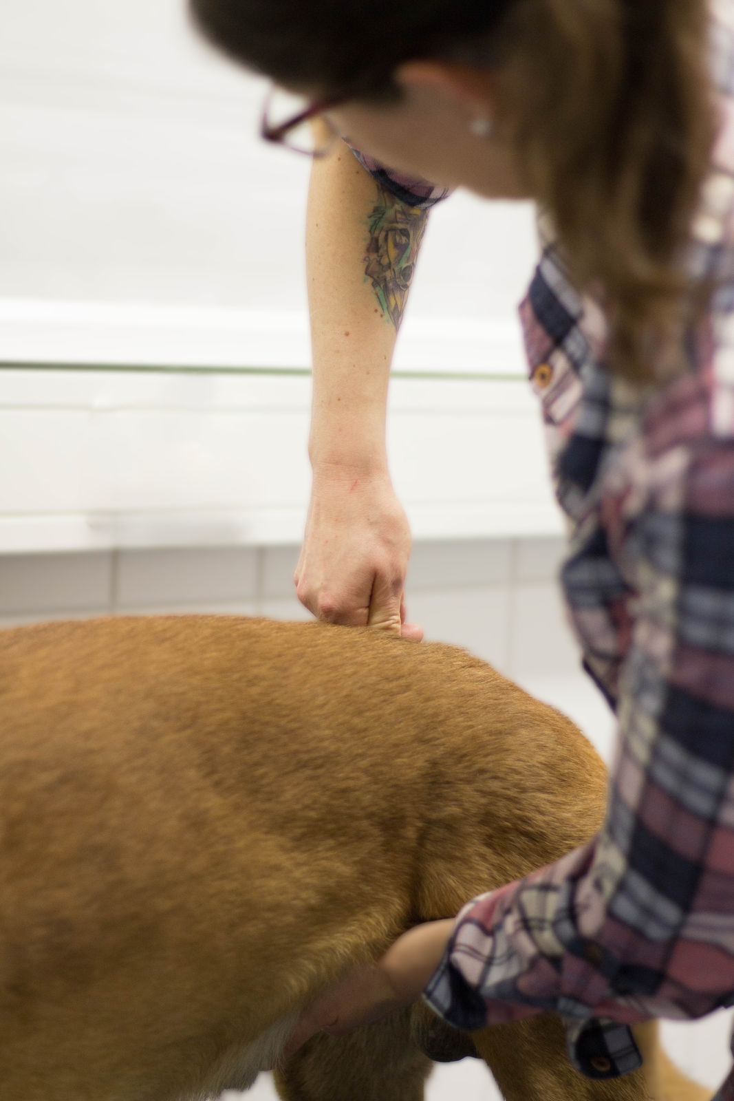 Tierärztliche Praxis für Chiropraktik und Akupunktur - Carolin Lauck