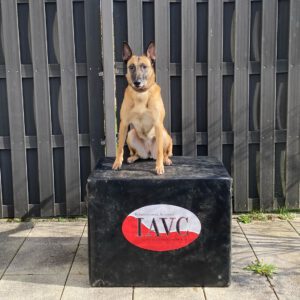 Tierärztliche Praxis für Chiropraktik und Akupunktur - Carolin Lauck